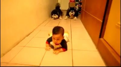 Two lovely dogs imitate a crawling baby - Video & GIFs | funny dog videos,funny pet,funny husky