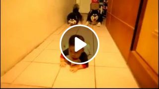 Two lovely dogs imitate a crawling baby