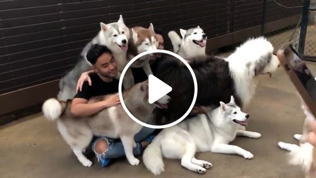 Let's Smile To Take A Picture. Dog. Boss. Husky. Pet. #1