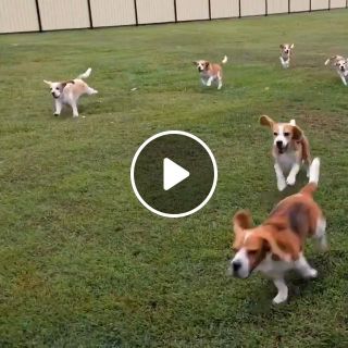 How to walk a group of dogs?