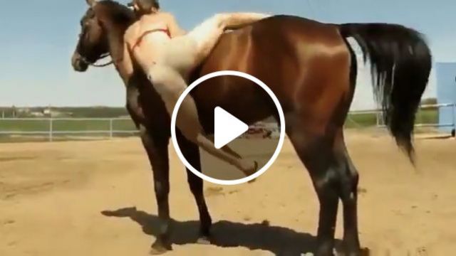 Horses Are Smarter Than We Realize - Video & GIFs | horse, smart, animal