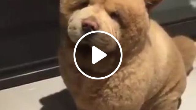 Wao, It Looks A Lot Like A Bear. Dog. Pet. Bear. Animal. #0