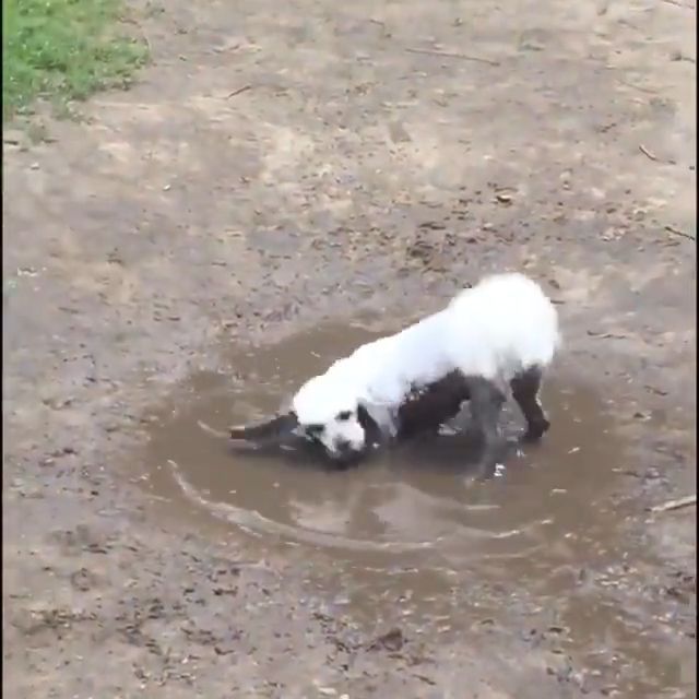 He looks very happy! - Video & GIFs | dog,pet,mischievous,mud