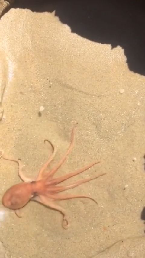 The Art Of Hiding. Octopus. Sand. Art.