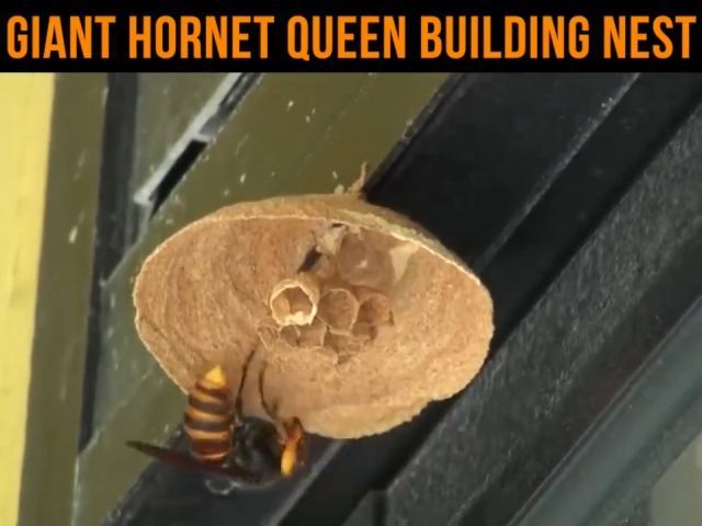 Giant Hornet Queen Building Nest. Animal. Hornet. Giant. #2