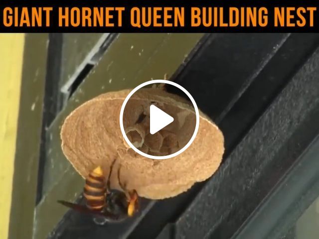 Giant Hornet Queen Building Nest. Animal. Hornet. Giant. #1