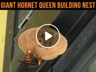 Giant Hornet Queen Building Nest