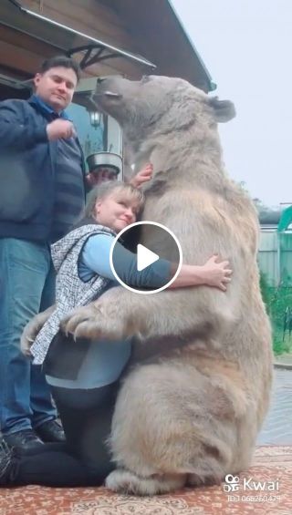 How to hug a bear