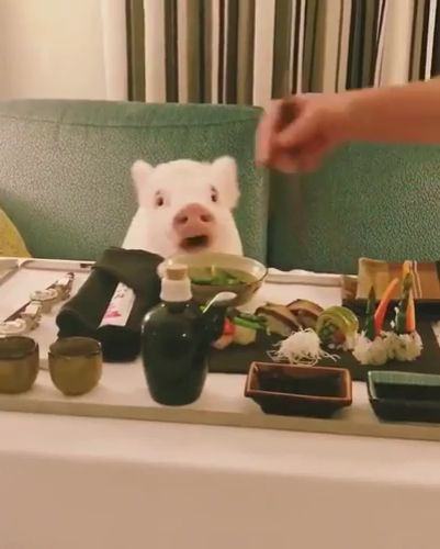 Sushi party, pig, food, sushi, animal.