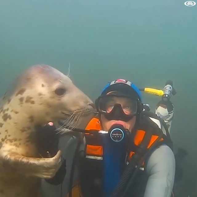 Beautiful Nature. Water Seal. Nature. Beautiful. Animal.