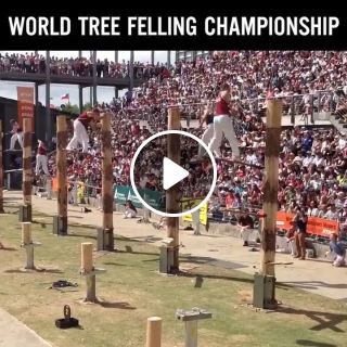 World Tree Felling Championship