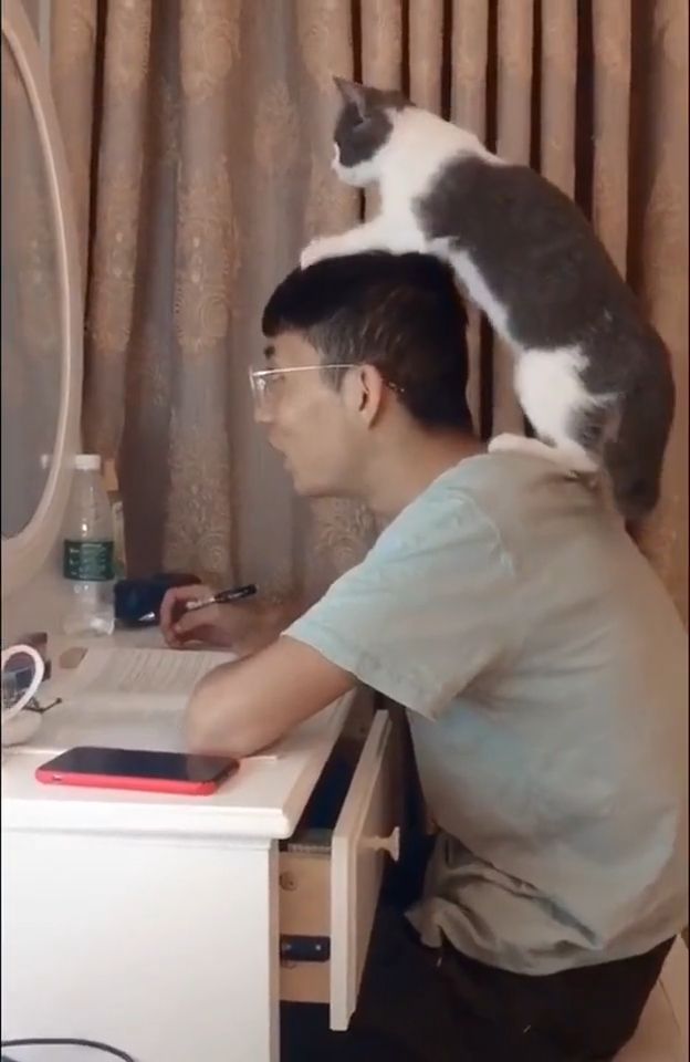 Hey man, I will help you relax your mind, Cat, Pet, Learn, Relax, Mind