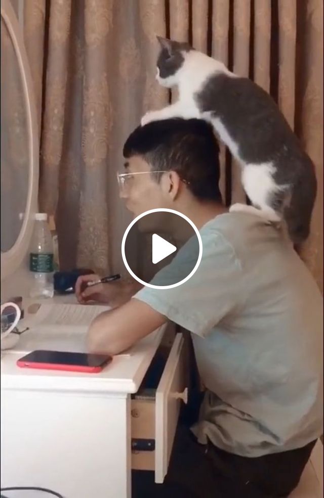 Hey Man, I Will Help You Relax Your Mind - Video & GIFs | cat, pet, learn, relax, mind