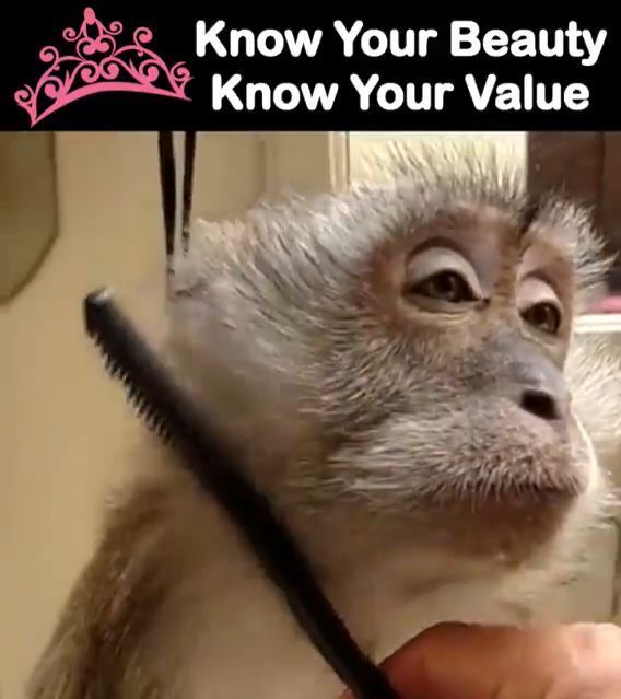 Know your beauty, know your value, animal, monkey, makeup, beauty.