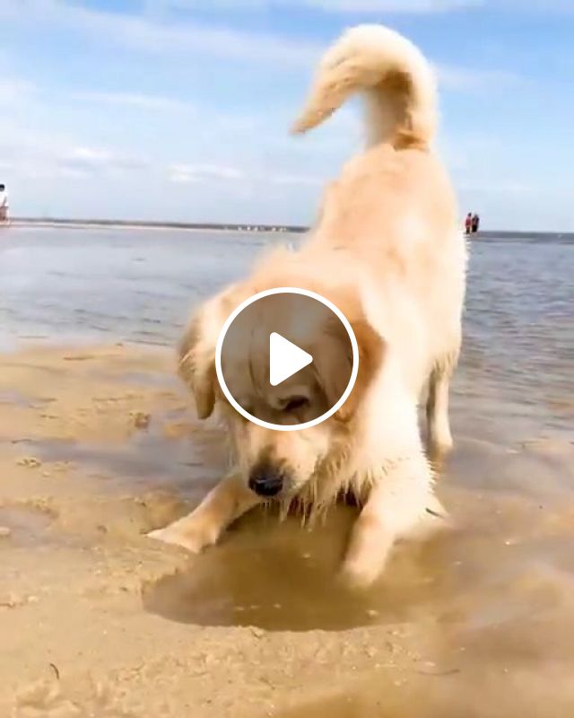 Yeah, I Have Sniffed The Treasure Of The Pirates. Treasure. Pirates. Funny Dog. Funny Pet. Beach. Golden Retriever. #1