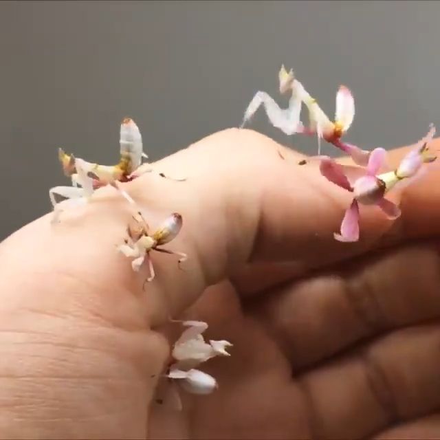 Waoo, they're cute, looks like flowers, mantis, pet, adorable.
