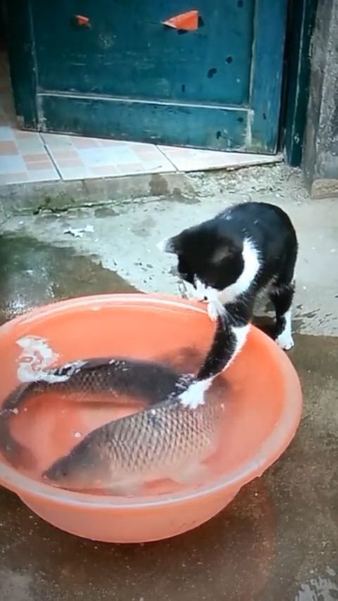 Don't be scared, i just want to shake hands with you, cat, pet, fish, mischievous.