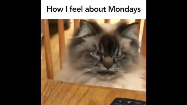 How i feel about mondays, lol, cat, pet, monday.