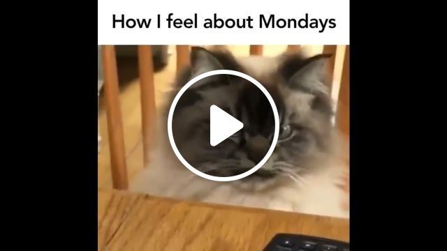 How i feel about mondays, lol, cat, pet, monday. #0