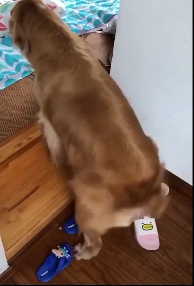 Fun Dance For The New Day. Dog. Golden. Pet. Dance.