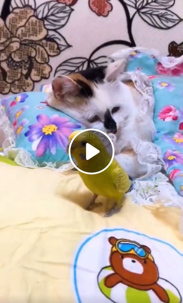 Friendship - Video & GIFs | cat, pet, bird, parrot, friend