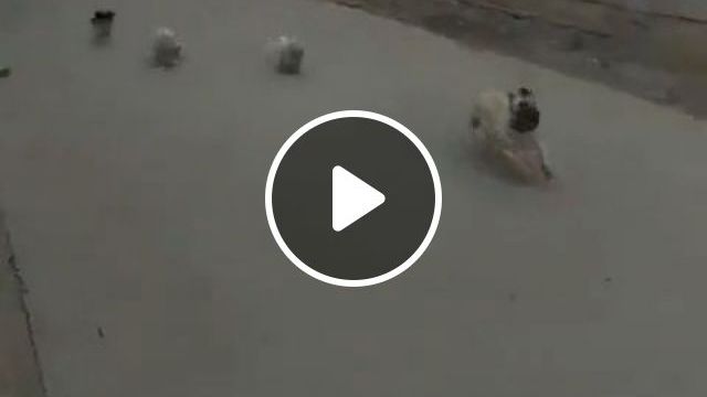 Unity Is Strength, Haha. Dog. Puppy. Pet. Unity. #0