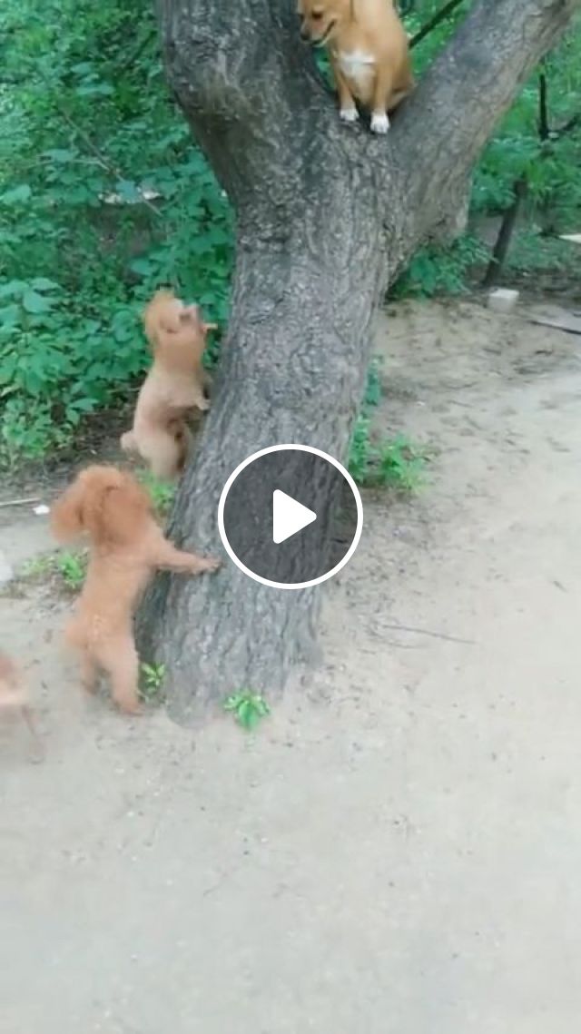 Hey Bro, Please Guide Us How To Climb Trees!. Dog. Pet. Tree. Climb. #1