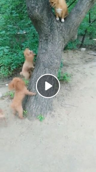 Hey bro, please guide us how to climb trees!
