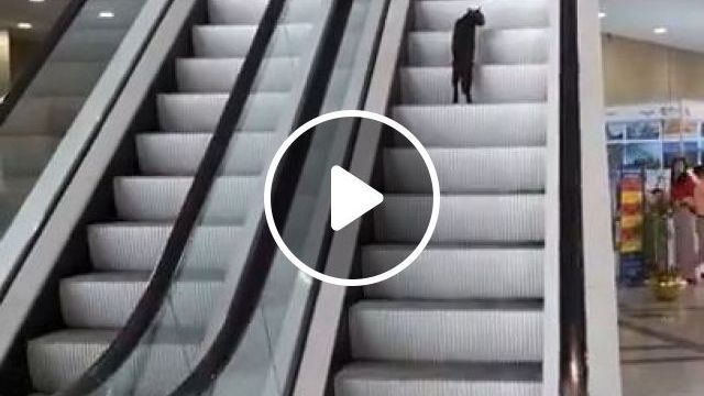 Running Stairs Workout For Fat Loss And Conditioning, Lol. Pet. Cat. Fitness. Practice. #0