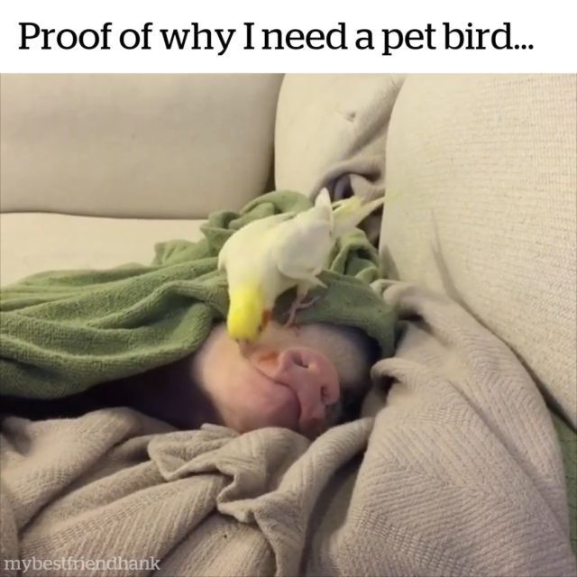 Proof Of Why I Need A Pet Bird. Parrot. Bird. Animal. Pet.