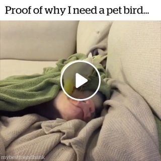 Proof of why i need a pet bird