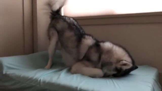 When you feel ashamed and want to go underground - Video & GIFs | dog,husky,pet