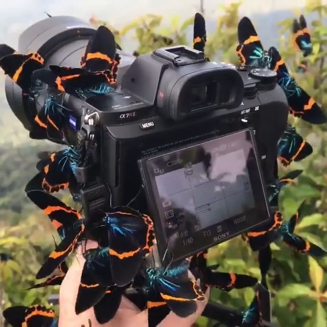 Beautiful Nature. Beautiful Nature. Butterfly. Sony Digital Cameras.