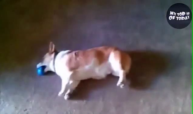 Falling Asleep Too Quickly, Lol. Pembroke Welsh Corgi. Funny Dog. Funny Pet. Ball. Floor. Carpet.