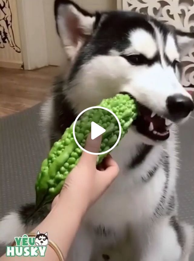 He Just Likes Vegetarianism - Video & GIFs | pet, husky, golden, eat