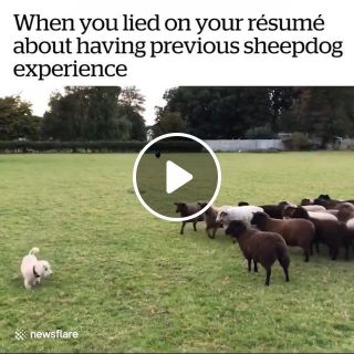 Best sheepdog