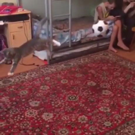 Perfect ball control, funny cat, funny pet, ball, soccer, football player, floor carpet.