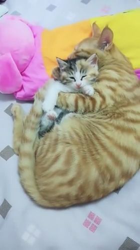 Mother's Arms. Sleeping Cat. Kitty. Adorable Cat. Cute Pet. Baby Cat. Bed.