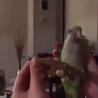 He likes action movies, Funny Parrot, Funny Pet, Paper Gun, Funny Bird