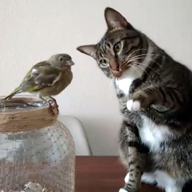 Wow, this is a real bird, pet, bird, cat.
