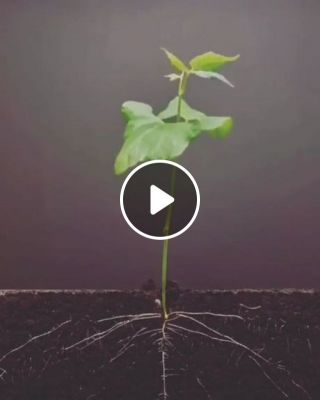Bean plant growth stages