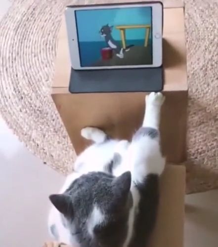 Watch Cartoon <3. Cartoon. Cat. Pet. Ipad. Tablet. Cute. Tom And Jerry.