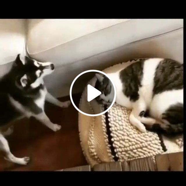 Don't Sleep When Your Friend Is Awake - Video & GIFs | dog, cat, pet, sleep, friend, awake