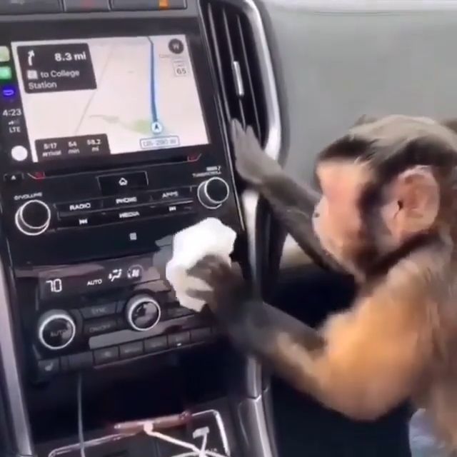 He loves cleanliness, monkey, smart, car, animal, clean.