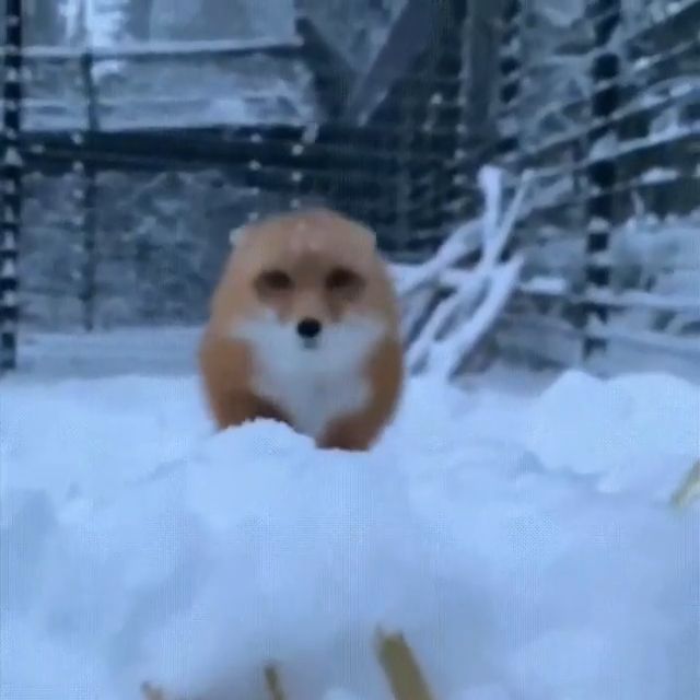 Surprise. Fox. Animal. Snow.