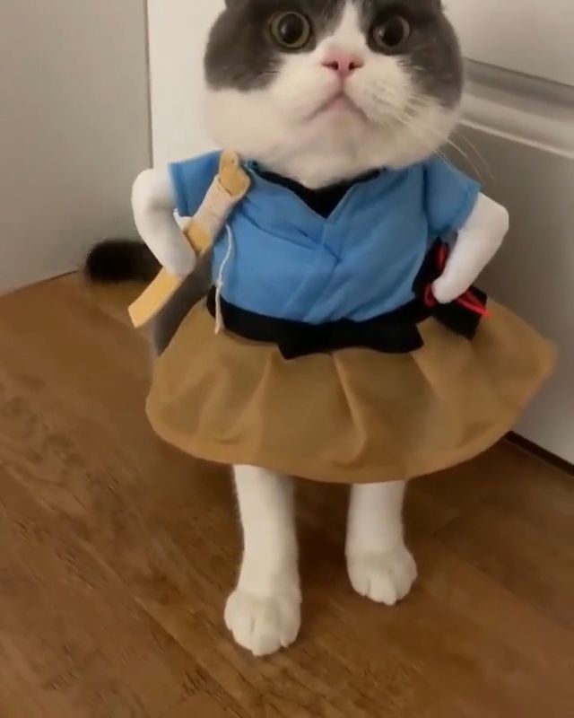 Cute cat, cat, cosplay, pet, costume.