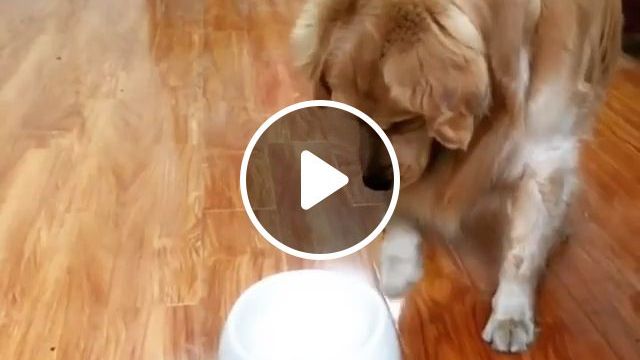 Fun Game For Lovely Dogs. Dog. Pet. Game. Retriever. Cute. #0