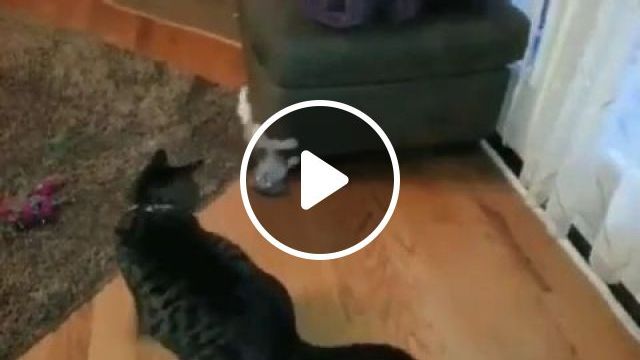 Catch Me If You Can - Video & GIFs | cat, kitty, pet, catch