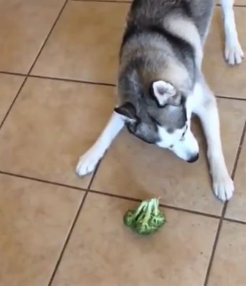 When You Try To Eat Vegetarian But Still Reluctant. Vegetarian. Dog. Pet. Husky.