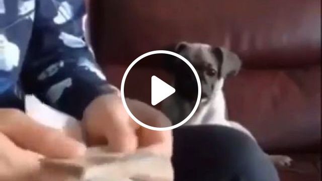 Money Counting Assistant. Dog. Money. Pet. Smart. Istant. #0